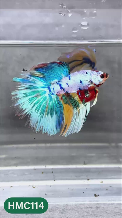 Multicolor Halfmoon Male Betta Fish | High Grade | Order Directly From Farm |  You Pick Fish |