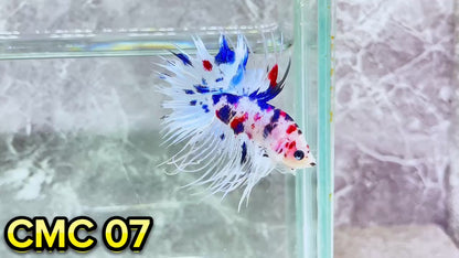 Crowntail Multicolor Male Betta Fish | High Grade | You Pick Fish |