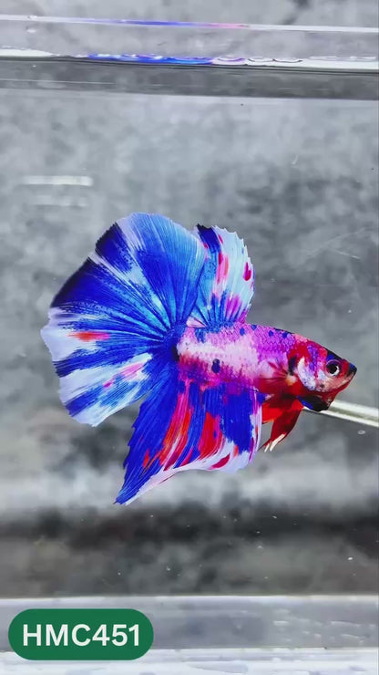 Multicolor Halfmoon Male Betta Fish | High Grade | Order Directly From Farm |  You Pick Fish |