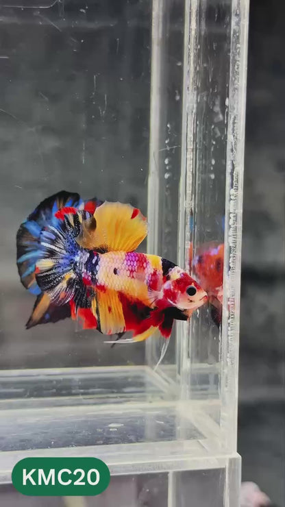 Multicolor Yellow Base Plakat Male Betta Fish | Order Directly From Farm |  You Pick Fish