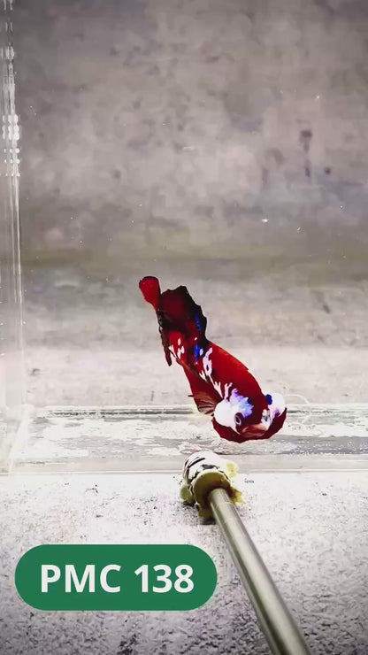 Multicolor Plakat Male Betta Fish |Show Grade|  You Pick Fish