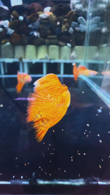 Albino Metal Red Lace Guppy Fish