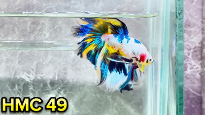 Multicolor Halfmoon Male Betta Fish | High Grade | Order Directly From Farm|  You Pick Fish |