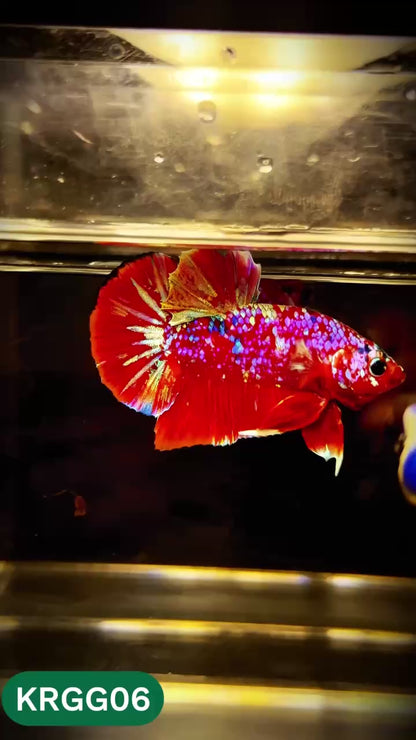 Golden Star Dust Galaxy Plakat Male Betta Fish | Super Rare | You Pick Fish