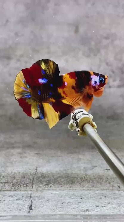 Multicolor Plakat Male Betta Fish |Show Grade|  You Pick Fish