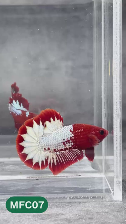Hellboy Plakat Male Betta Fish | Order Directly From Farm | You Pick Fish