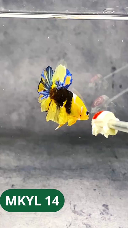 Koi Yellow Plakat Male Betta Fish | Show Grade | You Pick Fish