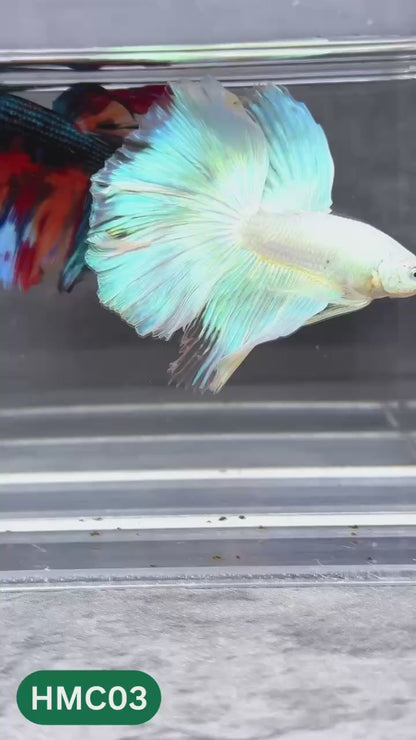Multicolor Halfmoon Male Betta Fish | High Grade | Order Directly From Farm |  You Pick Fish |