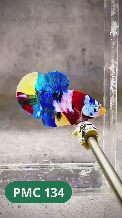 Multicolor Plakat Male Betta Fish |Show Grade|  You Pick Fish