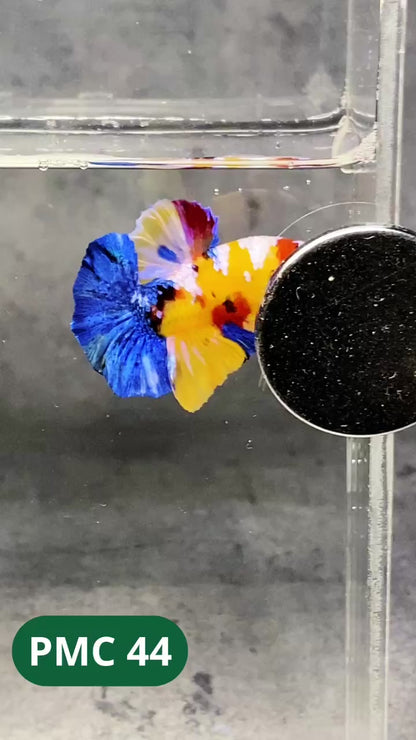 Multicolor Plakat Male Betta Fish |Show Grade|  You Pick Fish
