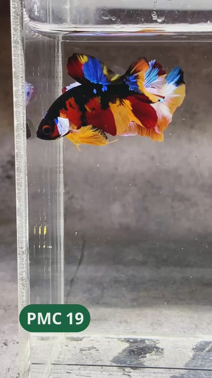 Multicolor Plakat Male Betta Fish |Show Grade|  You Pick Fish