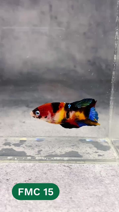 Multicolor Female Betta Fish | You Pick Fish | High Grade