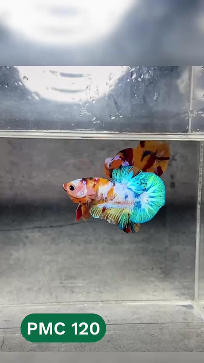 Multicolor Plakat Male Betta Fish |Show Grade|  You Pick Fish