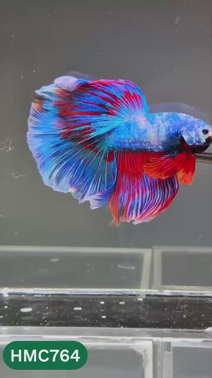 Multicolor Halfmoon Male Betta Fish | High Grade | Order Directly From Farm |  You Pick Fish |