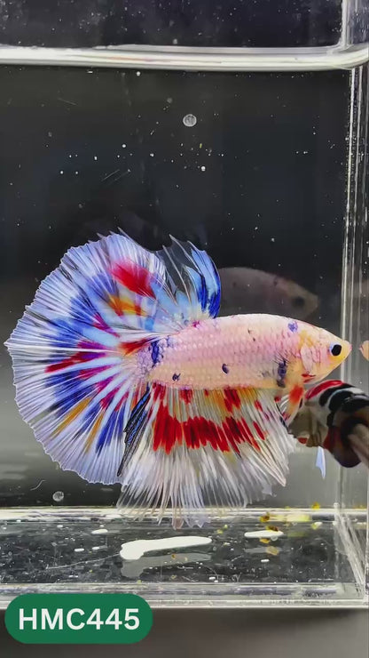 Nemo Halfmoon Male Betta Fish | Order Directly From Farm | You Pick Fish
