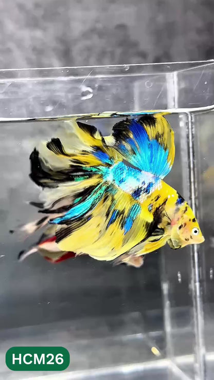 Multicolor Halfmoon Male Betta Fish | High Grade | Order Directly From Farm |  You Pick Fish |