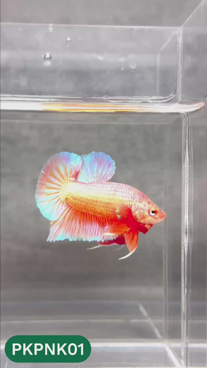 Pink Plakat Male Betta Fish | You Pick Fish | Rare Color