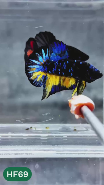 Dark Flame Hellfire Plakat Male Betta Fish | You Pick Fish | Exotic Betta
