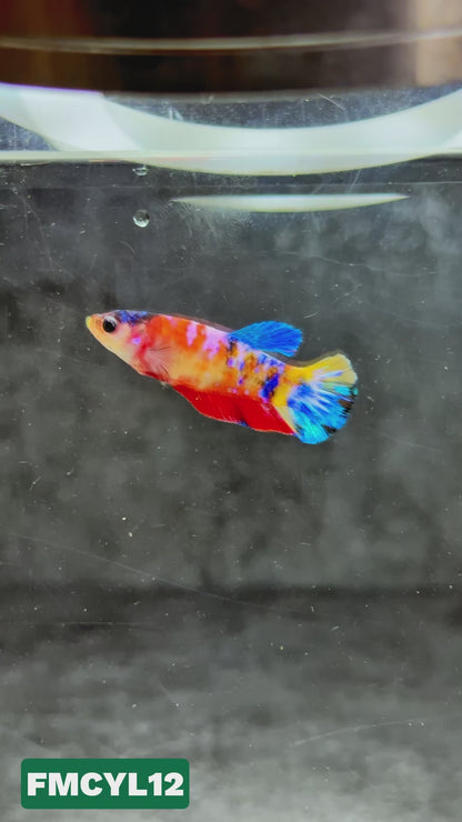 Multicolor Yellow Base Female Betta Fish | You Pick Fish  | High Grade