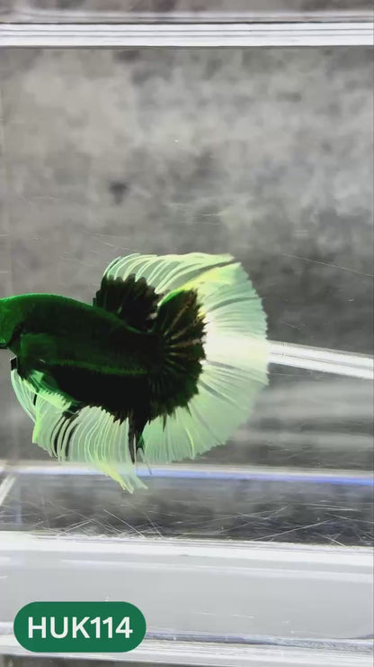 Black Hulk Halfmoon Male Betta Fish | You Pick Fish