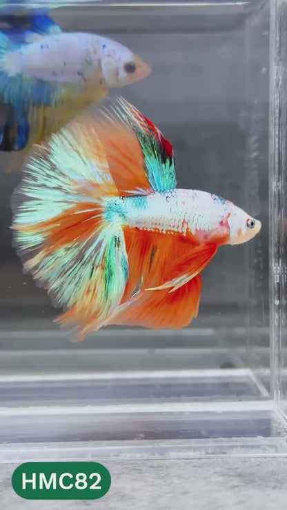 Multicolor Halfmoon Male Betta Fish | Order Directly From Farm | You Pick Fish