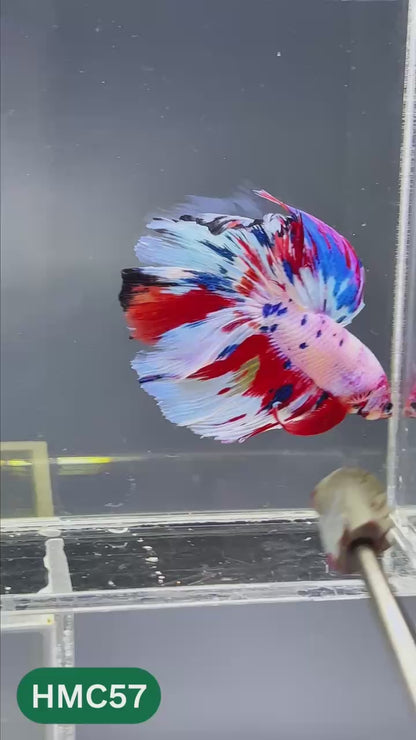 Multicolor Halfmoon Male Betta Fish | High Grade | Order Directly From Farm |  You Pick Fish |