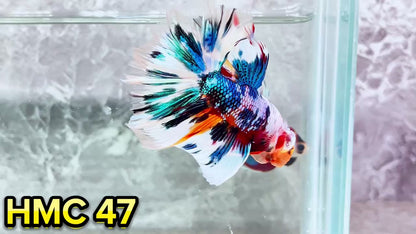 Multicolor Halfmoon Male Betta Fish | High Grade | Order Directly From Farm|  You Pick Fish |