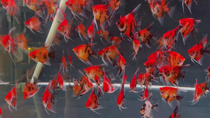 Red Devil Angelfish