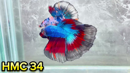 Multicolor Halfmoon Male Betta Fish | High Grade | Order Directly From Farm|  You Pick Fish |