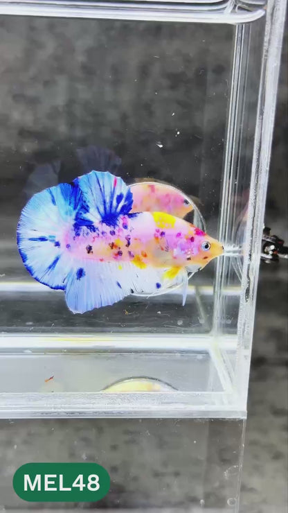 Metallic Plakat Betta Fish | You Pick Betta | Exotic Fish