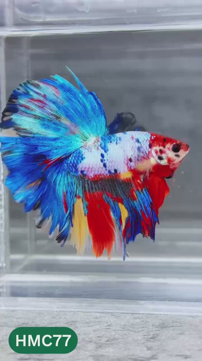 Multicolor Halfmoon Male Betta Fish | Order Directly From Farm | You Pick Fish