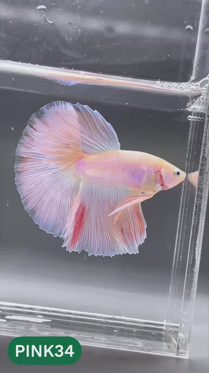 Pink Halfmoon Male Betta Fish | You Pick Fish | Order Directly From Farm