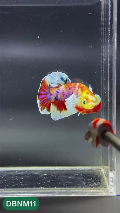 Dumbo Neno Neon Plakat Male Betta Fish | Neon Betta | You Pick Fish