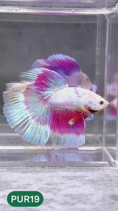 Purple Halfmoon Male Betta Fish | You Pick Fish | Order Directly From Farm