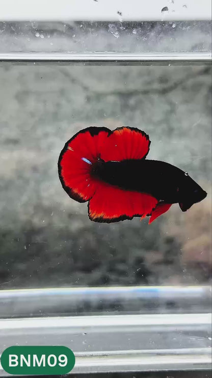 Dark Flame Hellfire Plakat Male Betta Fish | You Pick Fish | Rare Betta