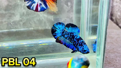 Black Star Nebula Plakat Betta | You Pick Betta | High Grade