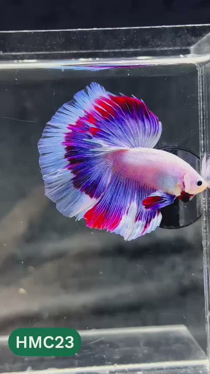 Multicolor Halfmoon Male Betta Fish | Order Directly From Farm | You Pick Fish