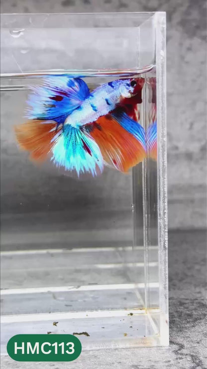 Multicolor Halfmoon Male Betta Fish | High Grade | Order Directly From Farm |  You Pick Fish |