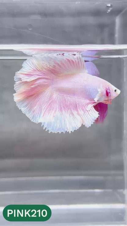 Pink Halfmoon Male Betta Fish | You Pick Fish | Order Directly From Farm