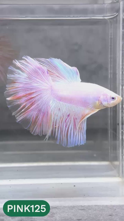 Pink Halfmoon Male Betta Fish | You Pick Fish | Order Directly From Farm