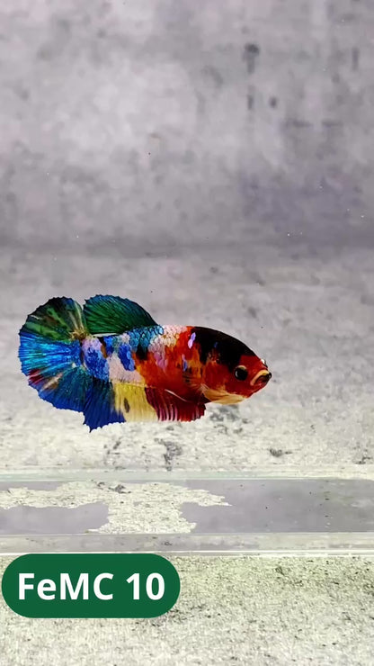 Multicolor Female Betta Fish | You Pick Fish | High Grade