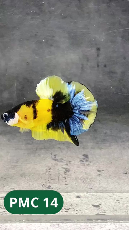 Multicolor Plakat Male Betta Fish |Show Grade|  You Pick Fish
