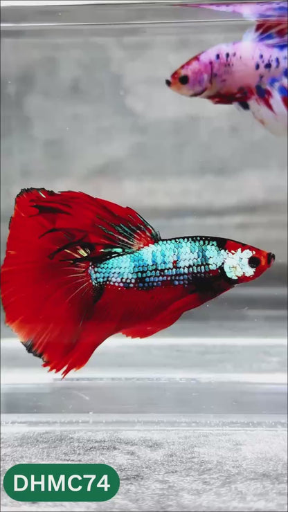 Multicolor Halfmoon Male Betta Fish | Order Directly From Farm | You Pick Fish
