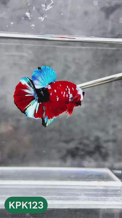 Multicolor Yellow Base Plakat Male Betta Fish | Order Directly From Farm |  You Pick Fish