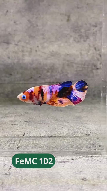 Multicolor Female Betta Fish | You Pick Fish | High Grade