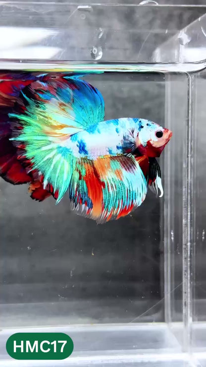 Multicolor Halfmoon Male Betta Fish | High Grade | Order Directly From Farm |  You Pick Fish |