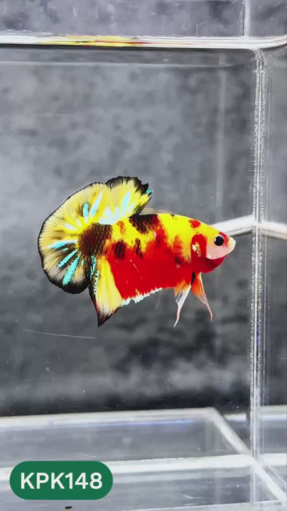 Multicolor Yellow Base Plakat Male Betta Fish | Order Directly From Farm |  You Pick Fish