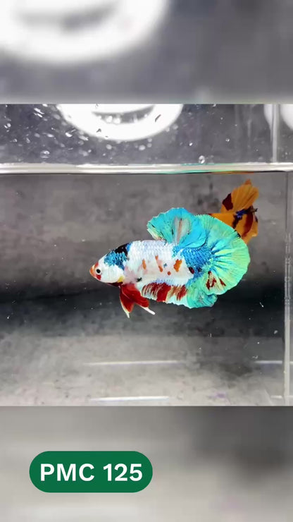 Multicolor Plakat Male Betta Fish |Show Grade|  You Pick Fish