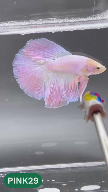Pink Halfmoon Male Betta Fish | You Pick Fish | Order Directly From Farm