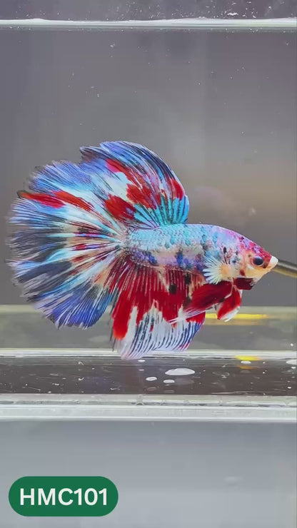 Multicolor Halfmoon Male Betta Fish | Order Directly From Farm | You Pick Fish